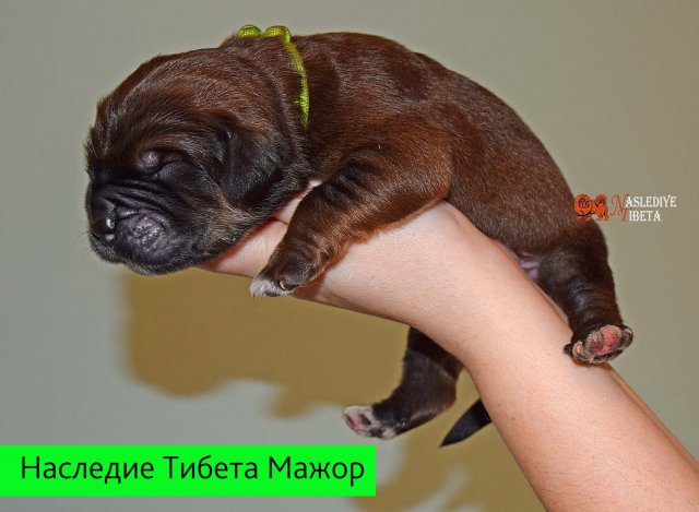 Щенки от пары Ерик х Конфета